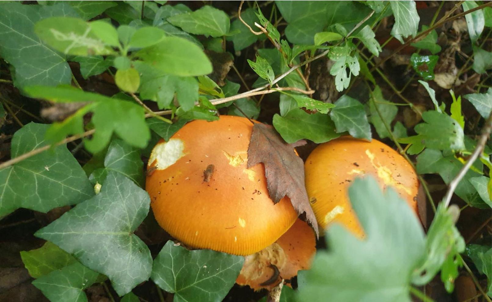 Seuls En Pleine Nature - Gite La Cote Blanche Puygaillard-de-Quercy Kültér fotó