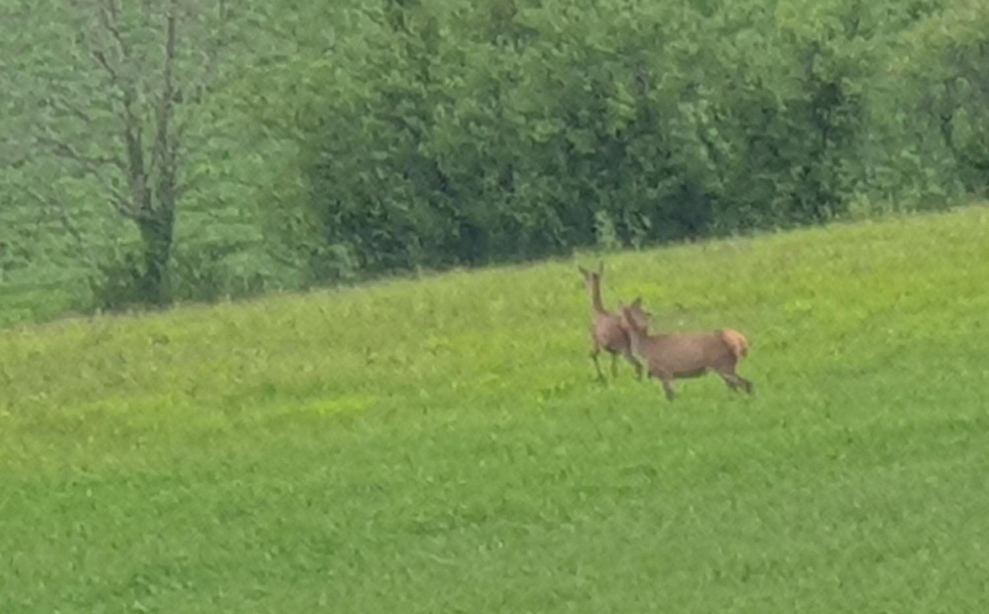 Seuls En Pleine Nature - Gite La Cote Blanche Puygaillard-de-Quercy Kültér fotó