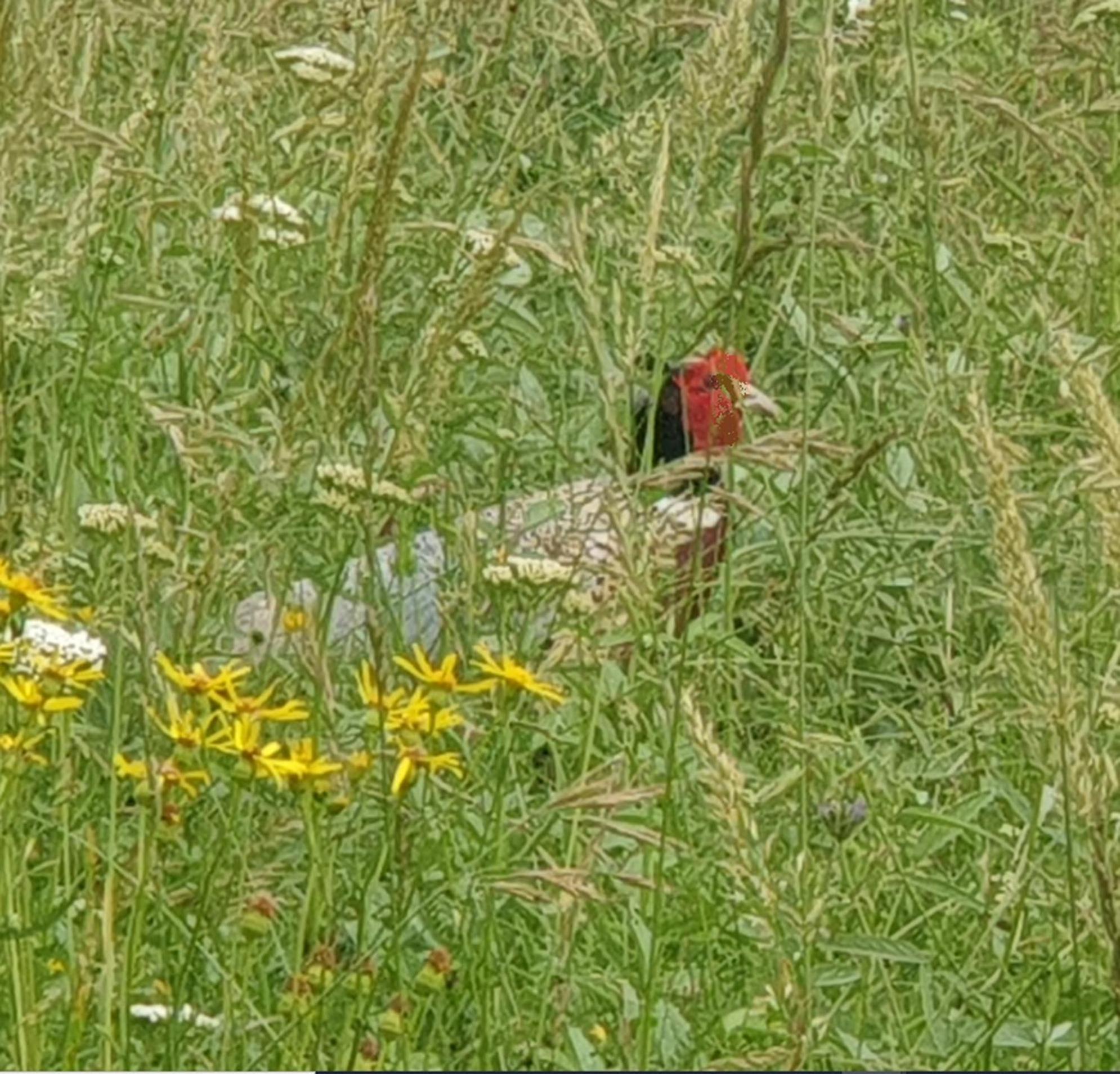 Seuls En Pleine Nature - Gite La Cote Blanche Puygaillard-de-Quercy Kültér fotó
